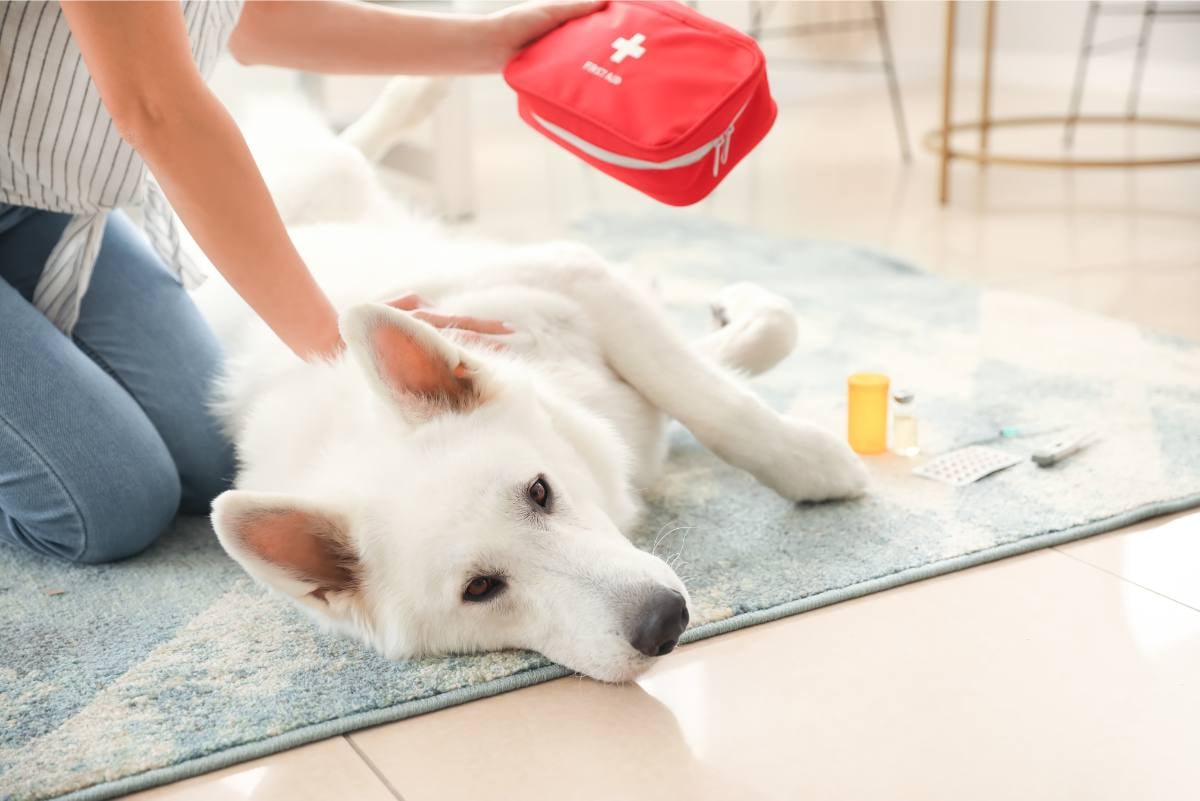 Weißer Hund liegt auf Teppich und wir von Frau untersucht