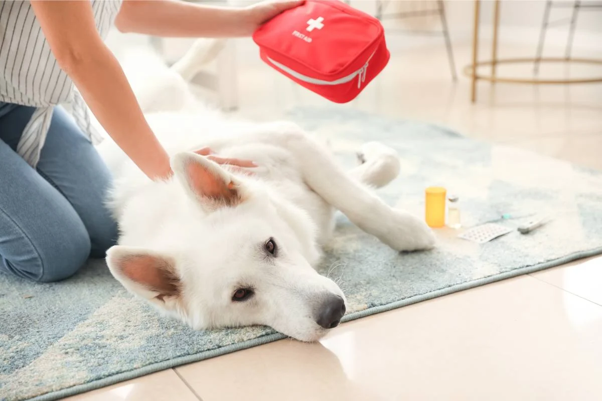 Weißer Hund liegt auf Teppich und wir von Frau untersucht