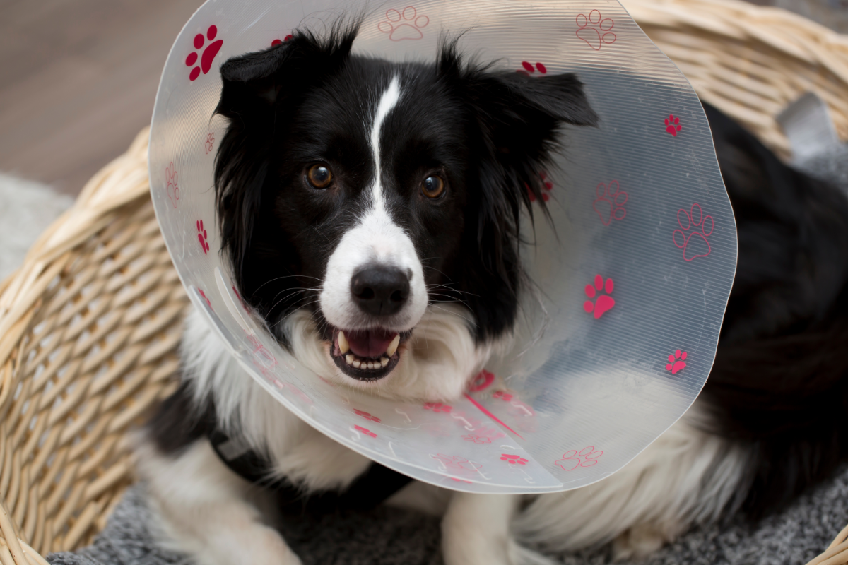 Kastration beim Hund: Nach der OP trägt der Vierbeiner eine Halskrause.