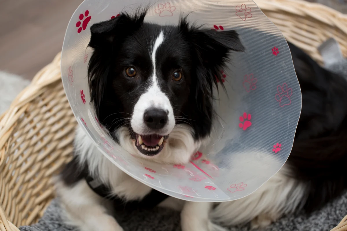 Kastration beim Hund: Nach der OP trägt der Vierbeiner eine Halskrause.