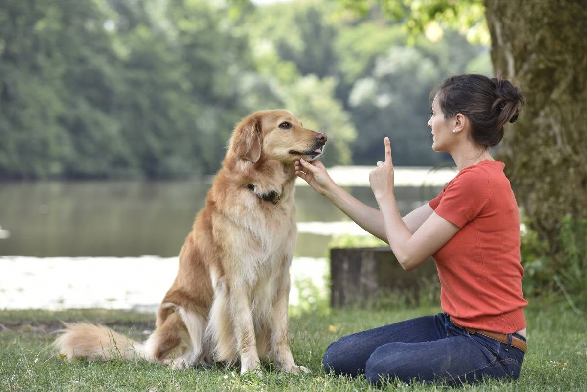 Die richtige Erziehung ist wichtig für ein friedvolles Miteinander von Mensch und Hund