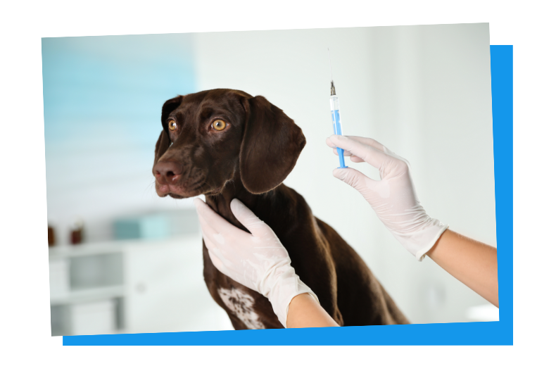 Hunde bekommen ihre Impfungen beim Tierarzt.
