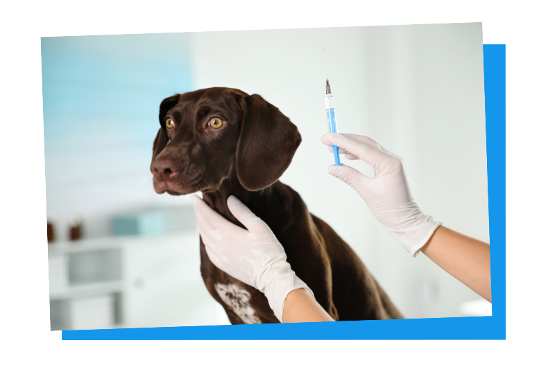 Hunde bekommen ihre Impfungen beim Tierarzt.