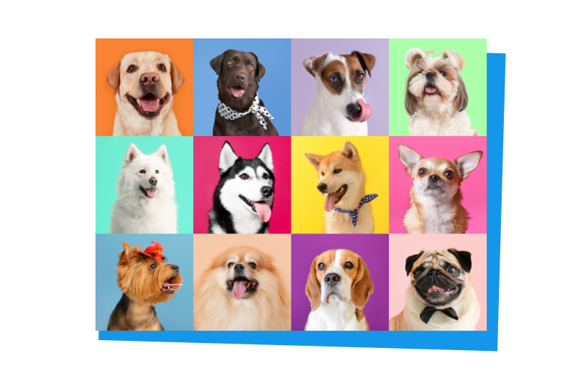 Portraits von verschiedenen Hunden mit farbigem Hintergrund