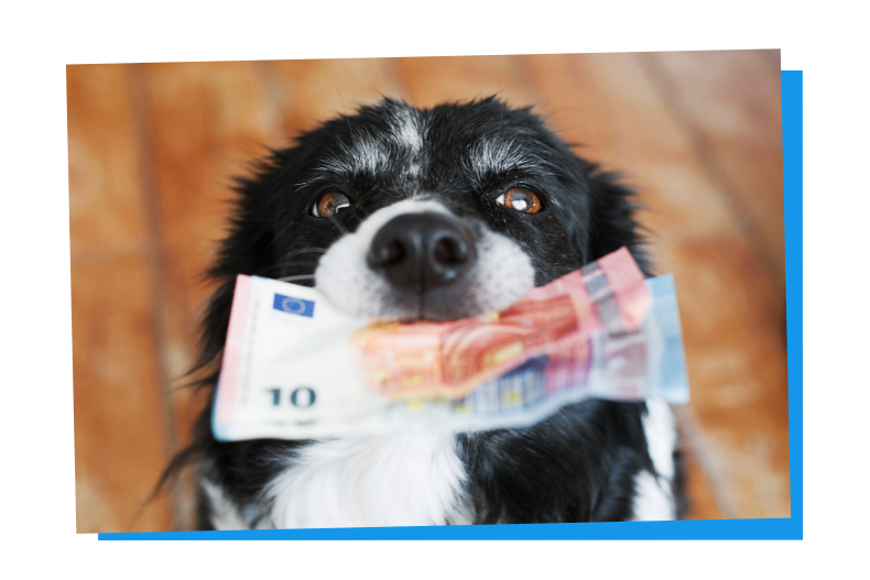 Für einen Pitbull zahlen Sie erhöhte Hundesteuer.