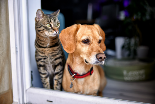 So sieht es aus, wenn sich Hund und Katze aneinander gewöhnen.
