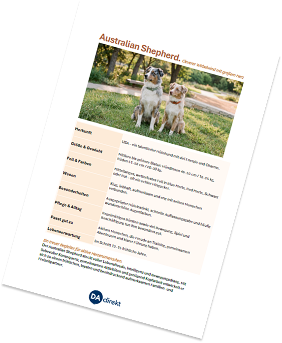 Vorschaubild für den Dateidownload "Steckbrief Australian Shepherd"