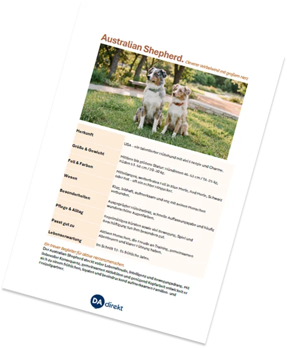 Vorschaubild für den Dateidownload "Steckbrief Australian Shepherd"