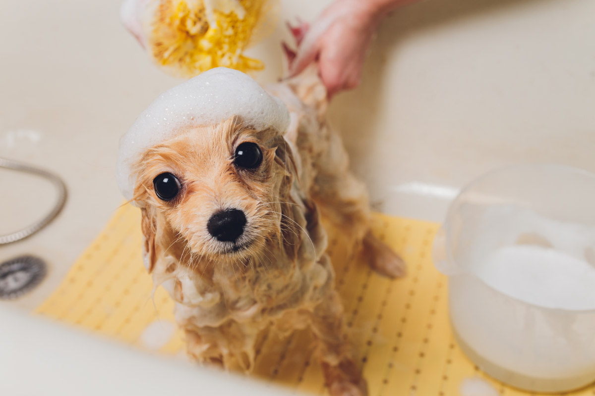 Professionelle Fellpflege beim Hundefriseur