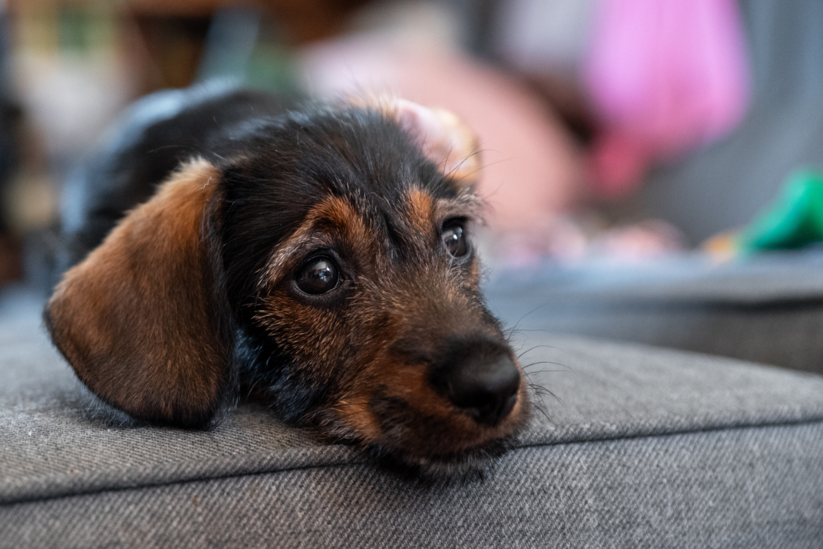 Mit einem Kauspielzeug hat der Welpe viel Spaß.