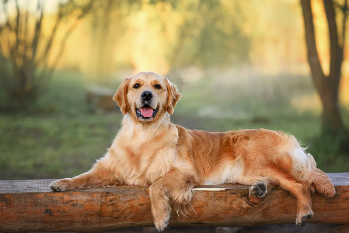 Golden Retriever liegt auf einer Holzbank mit ländlichem Hintergrund