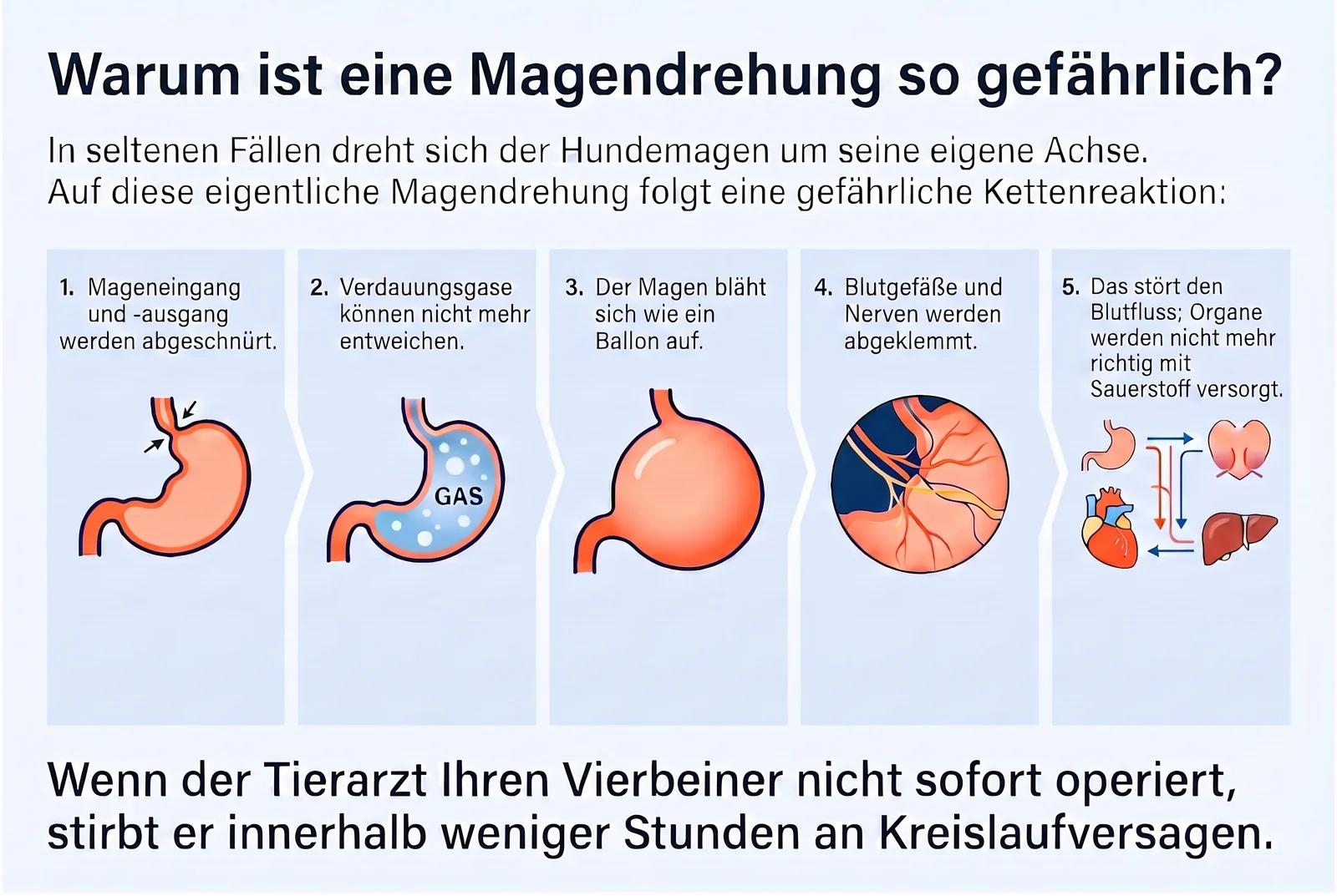 Schaubild über die Gefahren einer Magendrehung