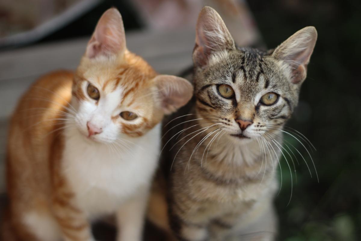 Eine rote und eine grau getigerte Katze