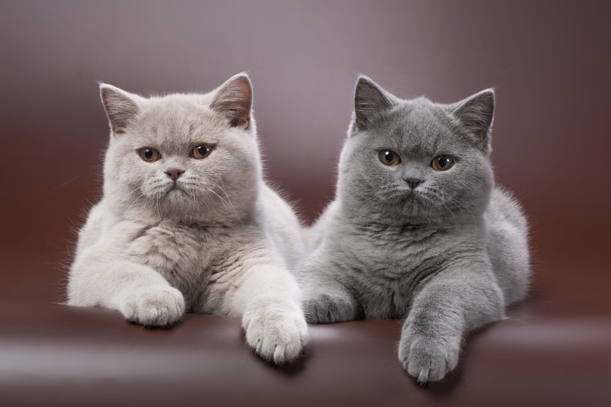 Eine helle und eine grau Britisch Kurzhaar