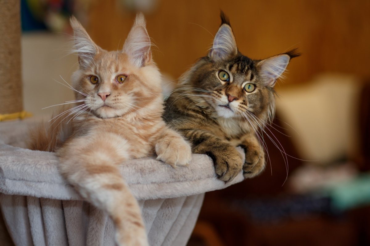 Eine rote und eine graue Maine Coon in einem Körbchen.