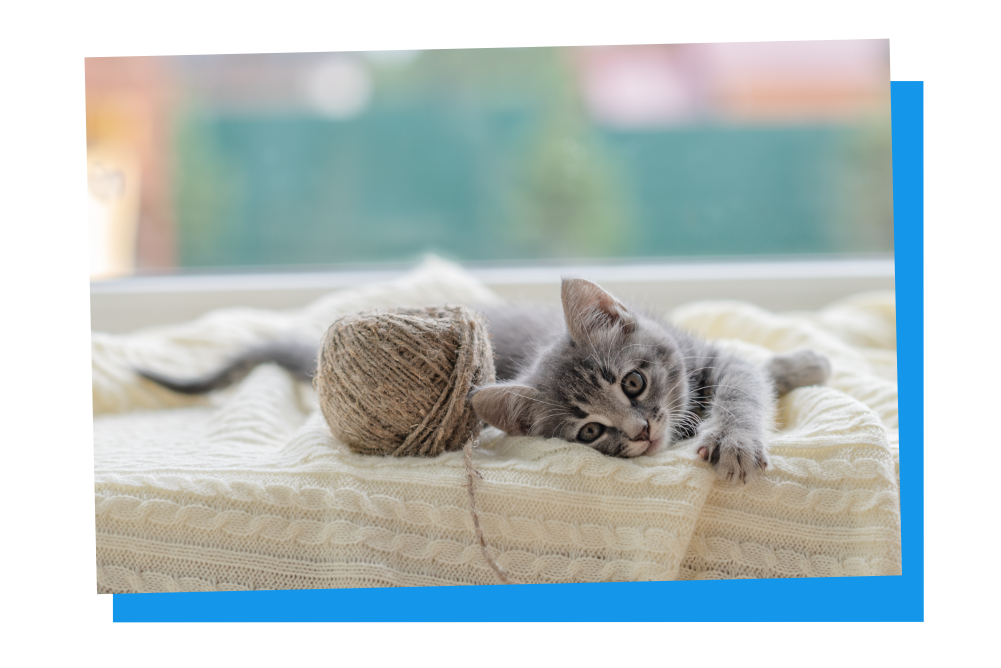 Babykatze liegt müde auf einer Decke.