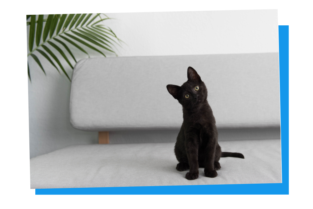 Katzennamen