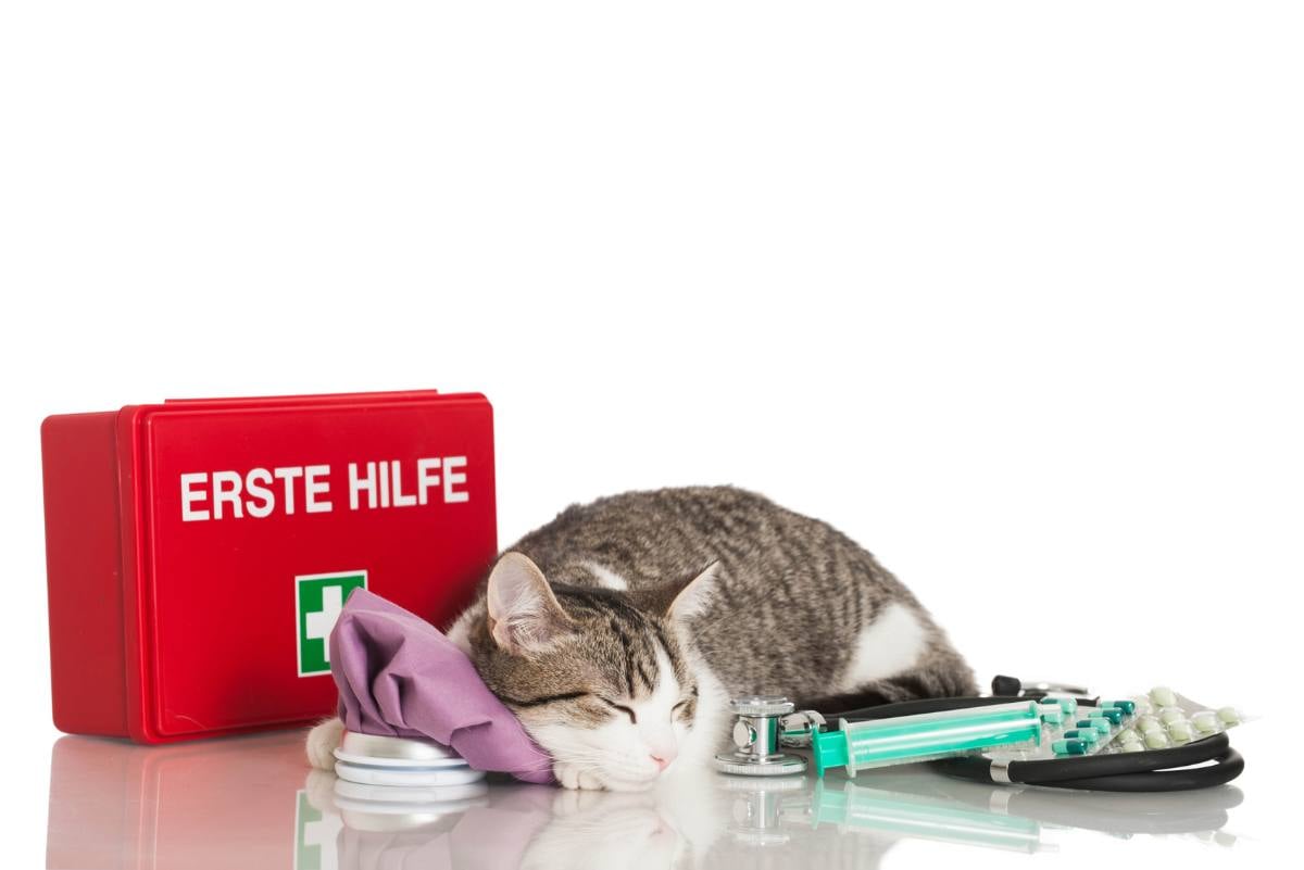 Als Katzenhalter ist es wichtig zu wissen, wie Sie im Notfall erste Hilfe bei Ihrer Katze leisten können
