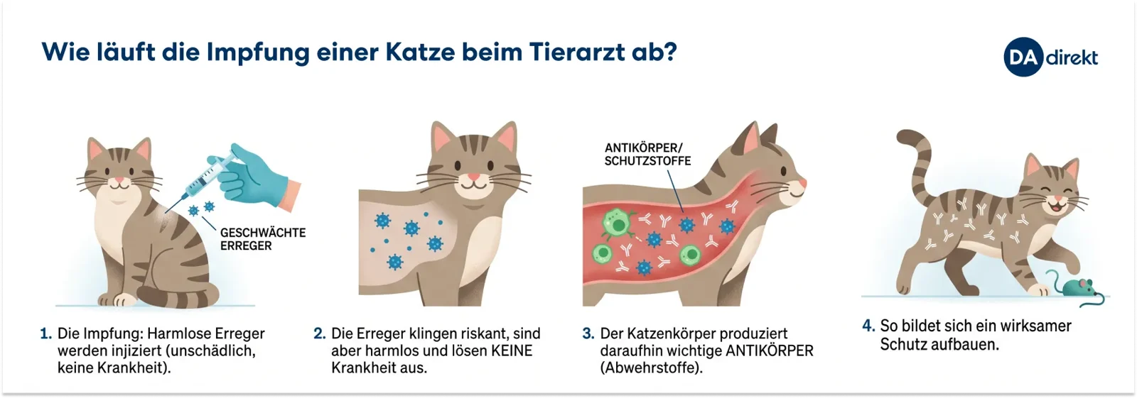 Eine Infografik stellt dar, wie die Impfung einer Katze beim Tierarzt abläuft. Der Ablauf ist im Folgetext beschrieben.