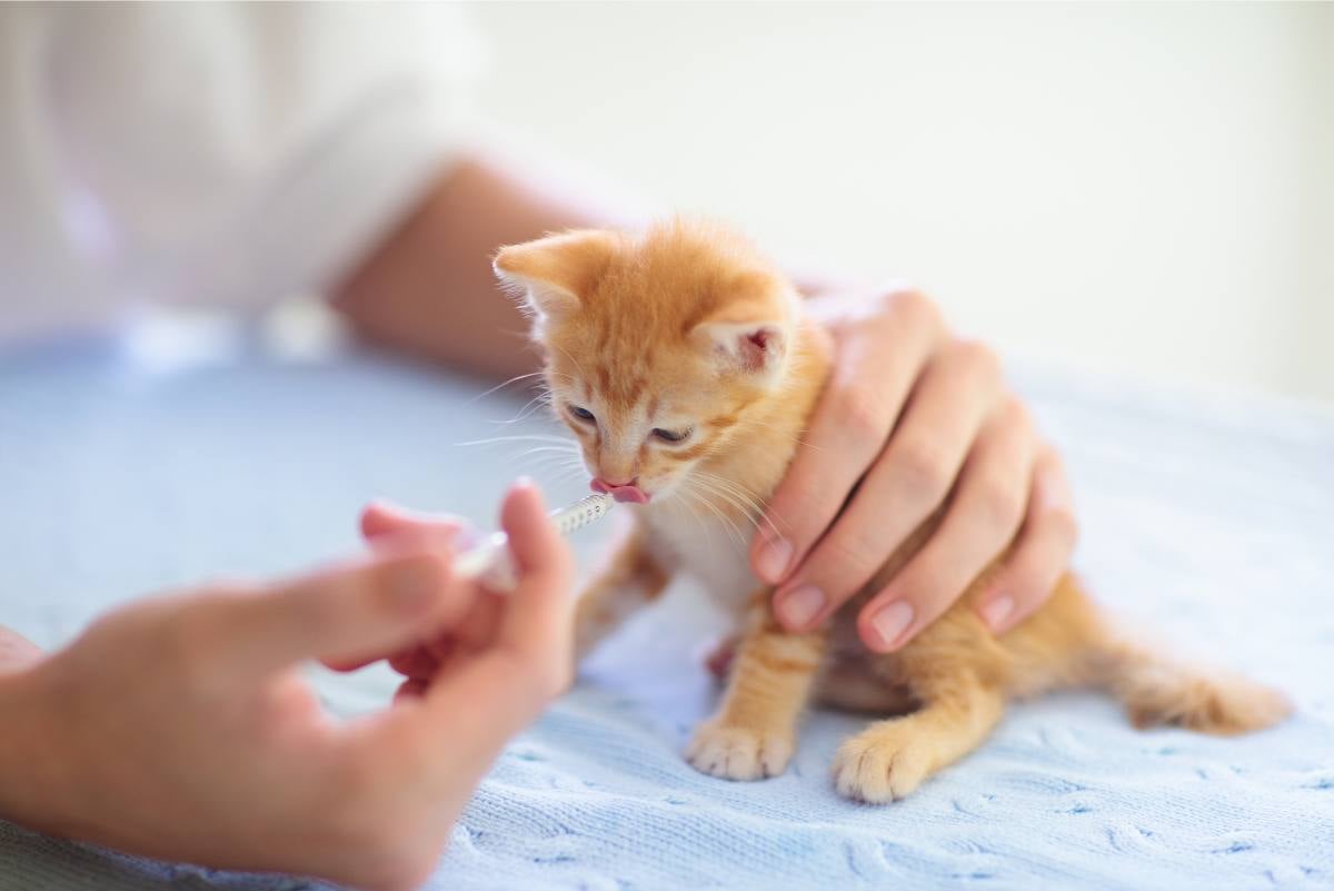 Katzen können sich schnell beim Herumstreunern verletzen