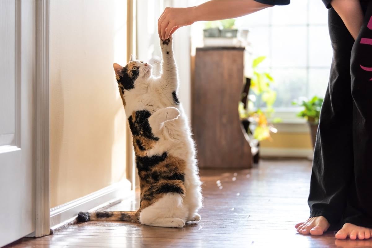 Die Erziehung ist das A und O im Zusammenleben mit Katzen