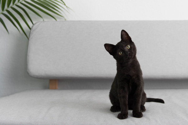 Welchen Namen dieser Kater wohl trägt?
