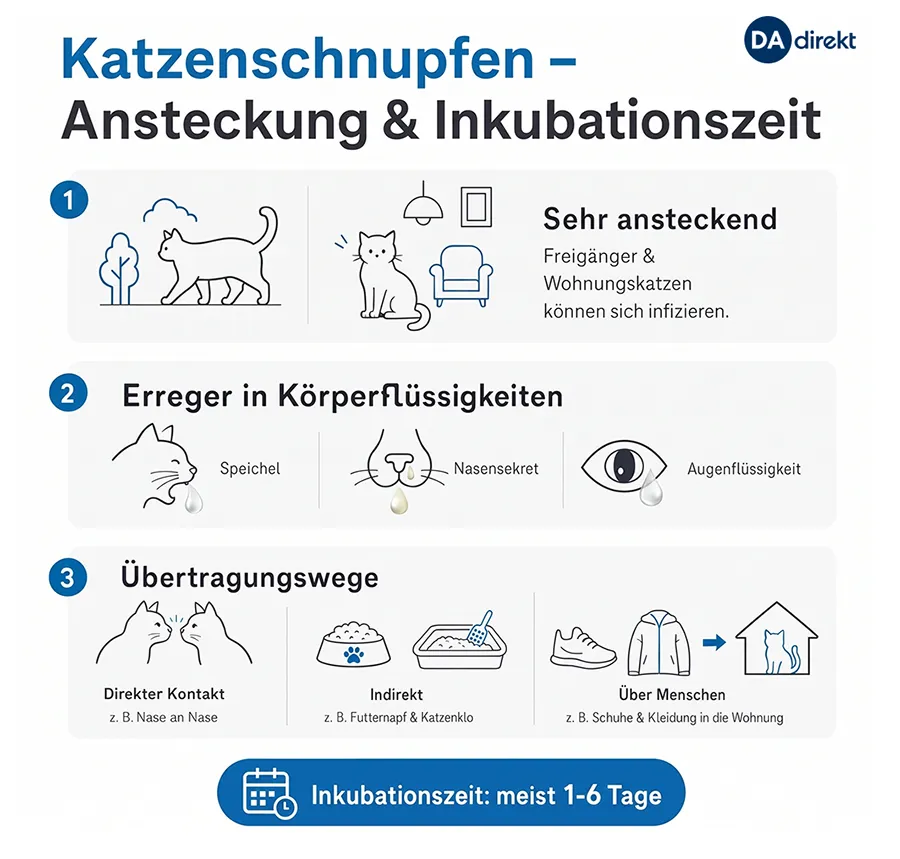 Grafik zeigt in drei Schritten Informationen zur Ansteckung und Inkubationszeit von Katzenschnupfen.