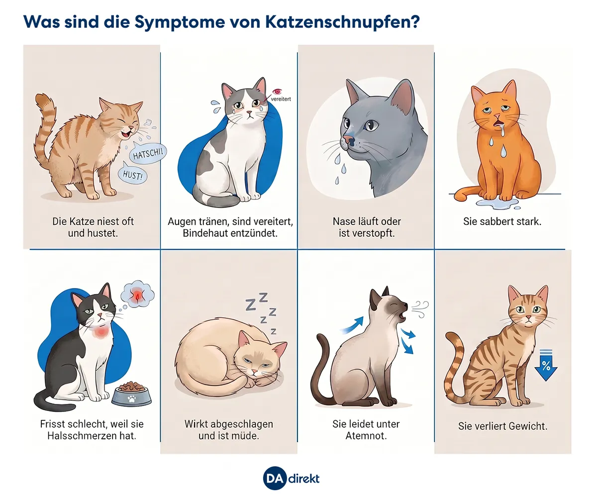 Grafik zeigt acht typische Symptome von Katzenschnupfen, welche im nachfolgenden Text aufgelistet werden.