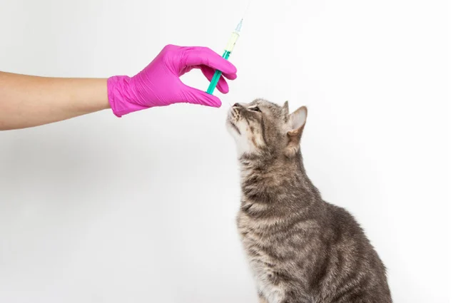 Katze bei der Impfung