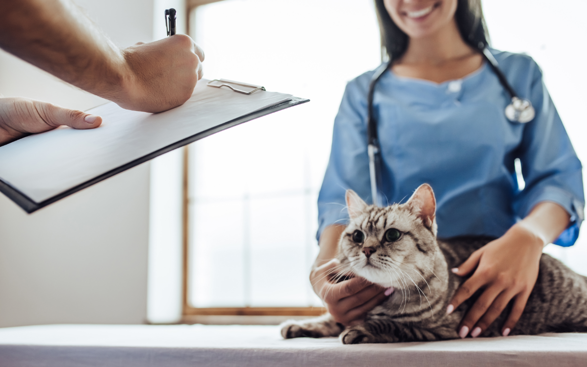 Regelmäßige Check-Ups beim Tierarzt fördern die Gesundheit Ihrer Katze