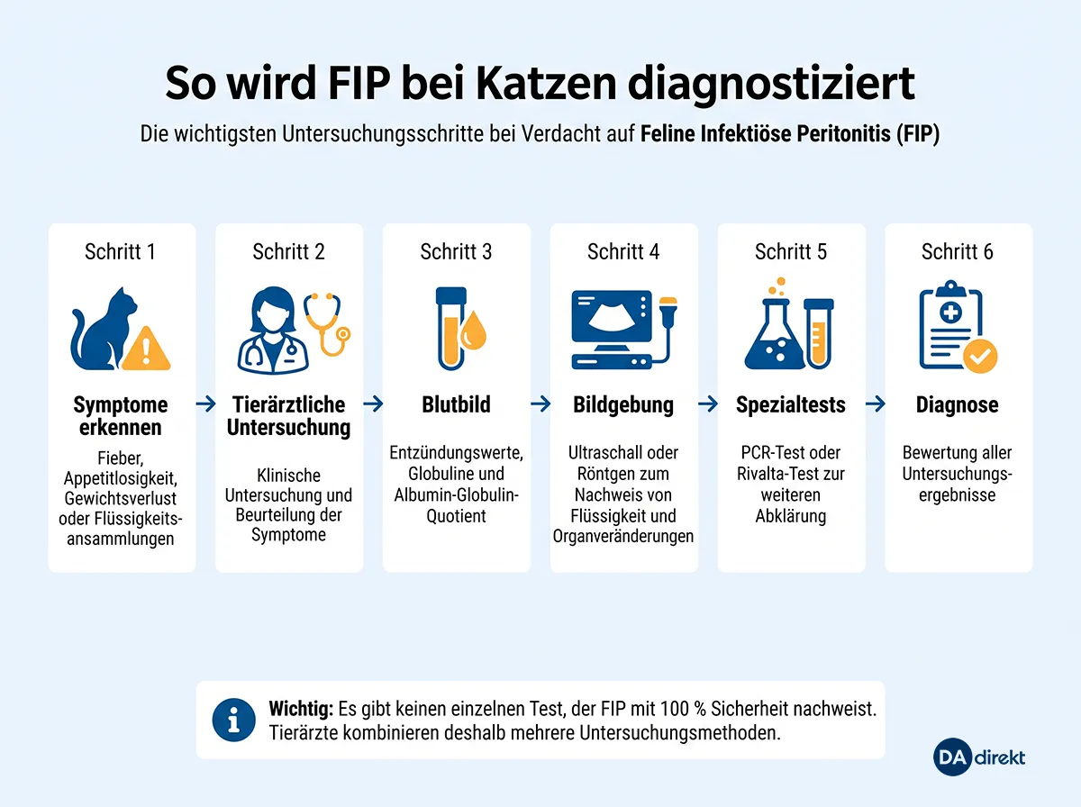 Schaubild über die üblichen Diagnoseschritte einer FIP-Infektion