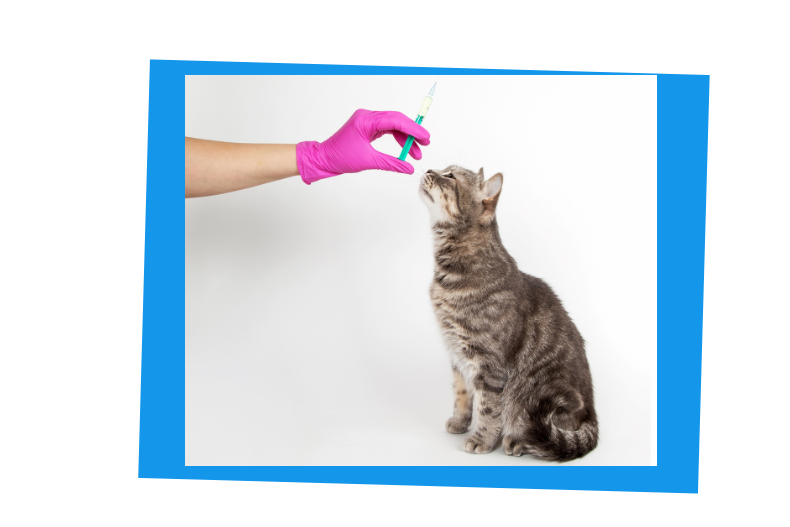 Katze bei der Impfung