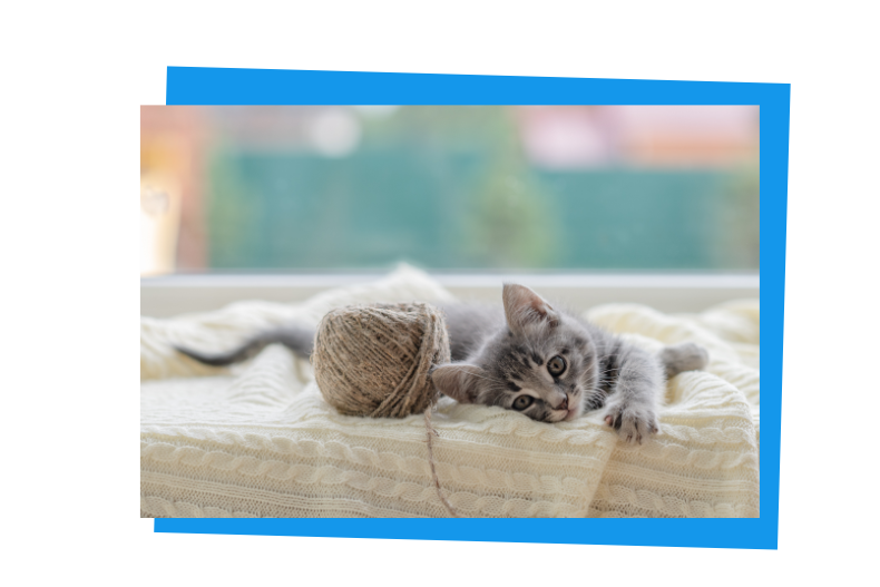 Katzenbaby liegt auf einer Decke