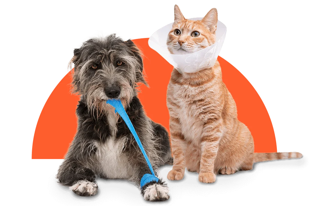 Tierarztrechnung einreichen für Hund und Katze bei DA Direkt