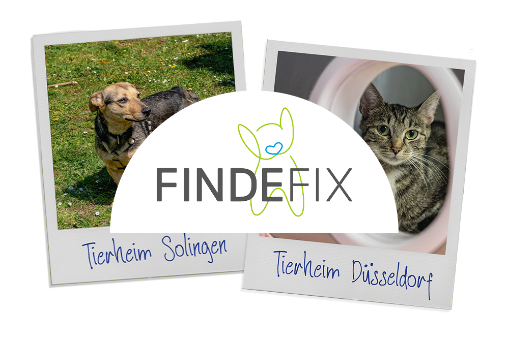 Findefix Logo mit Polaroid Fotos von einem Hund aus dem Tierheim Solingen und einer Katze aus dem Tierheim Düsseldorf