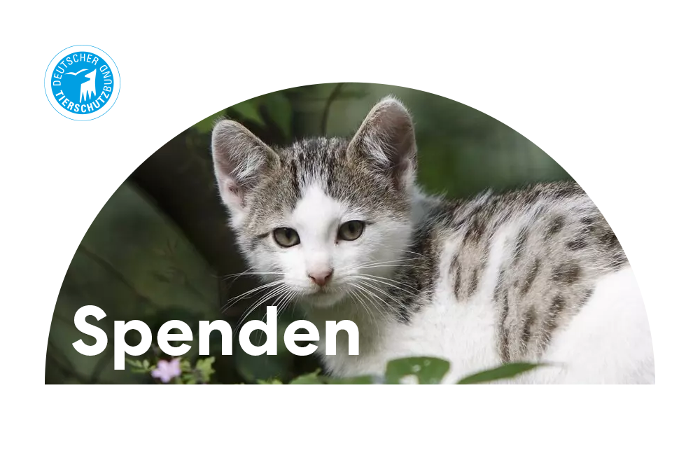 Katze und Deutscher Tierschutzbund e.V. Logo mit Spenden Schriftzug