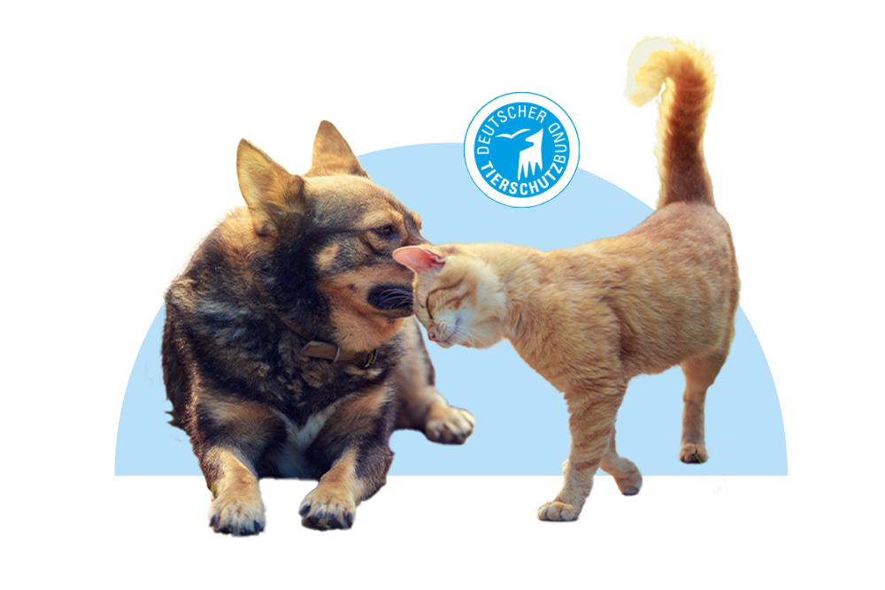 Hund und Katze schmusen miteinander darüber ist das Logo des Deutschen Tierschutzbund e.V.