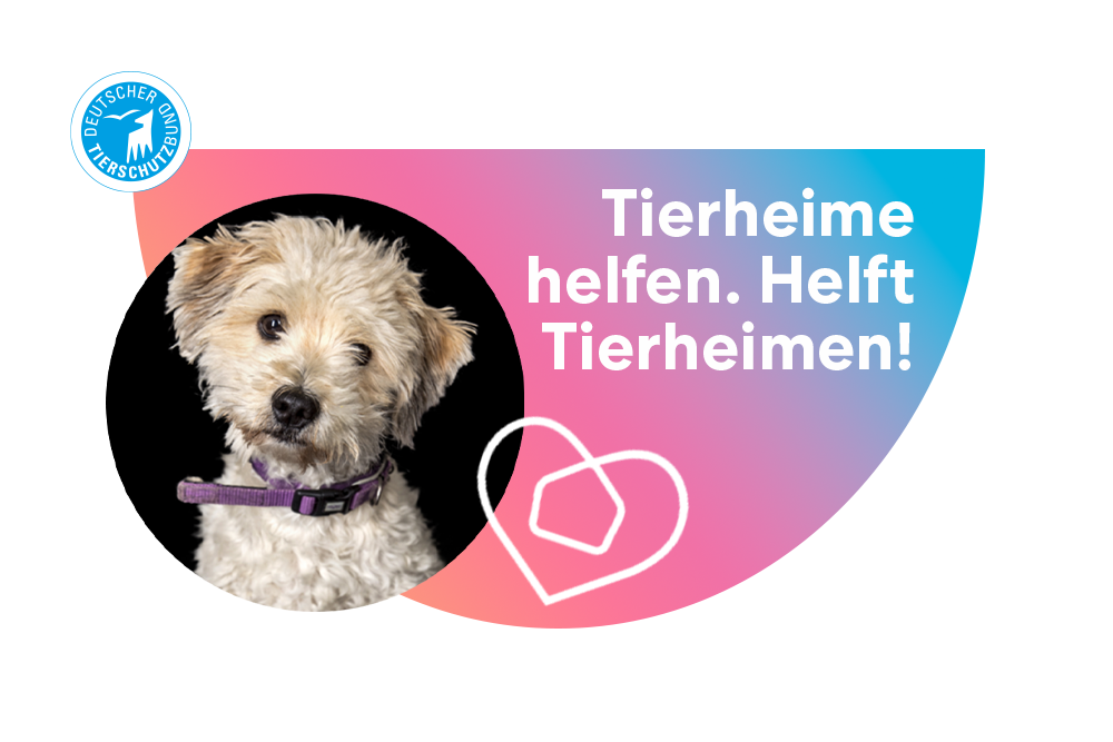 Hund und Deutscher Tierschutzbund e.V. Logo mit Schriftzug Tierheime helfen. Helft Tierheimen!