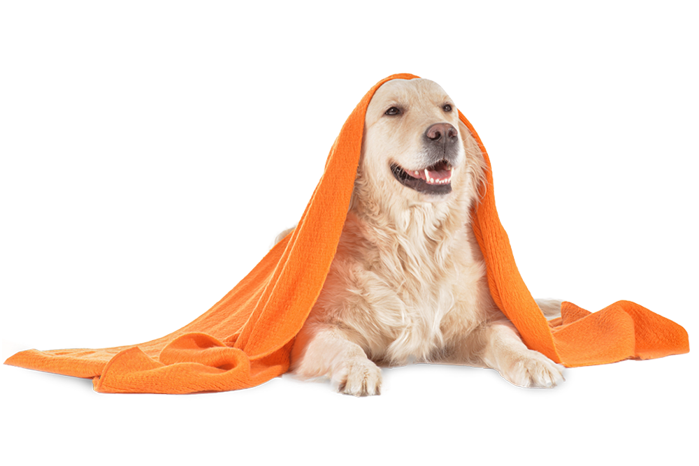 Hund liegt auf dem Boden und ist mit einer orangenen Decke zugedeckt