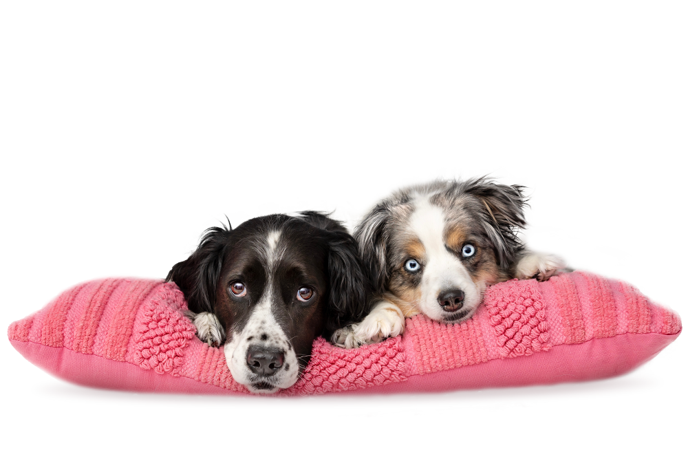 Zwei Welpen liegen auf einem rosafarbigen Kissen