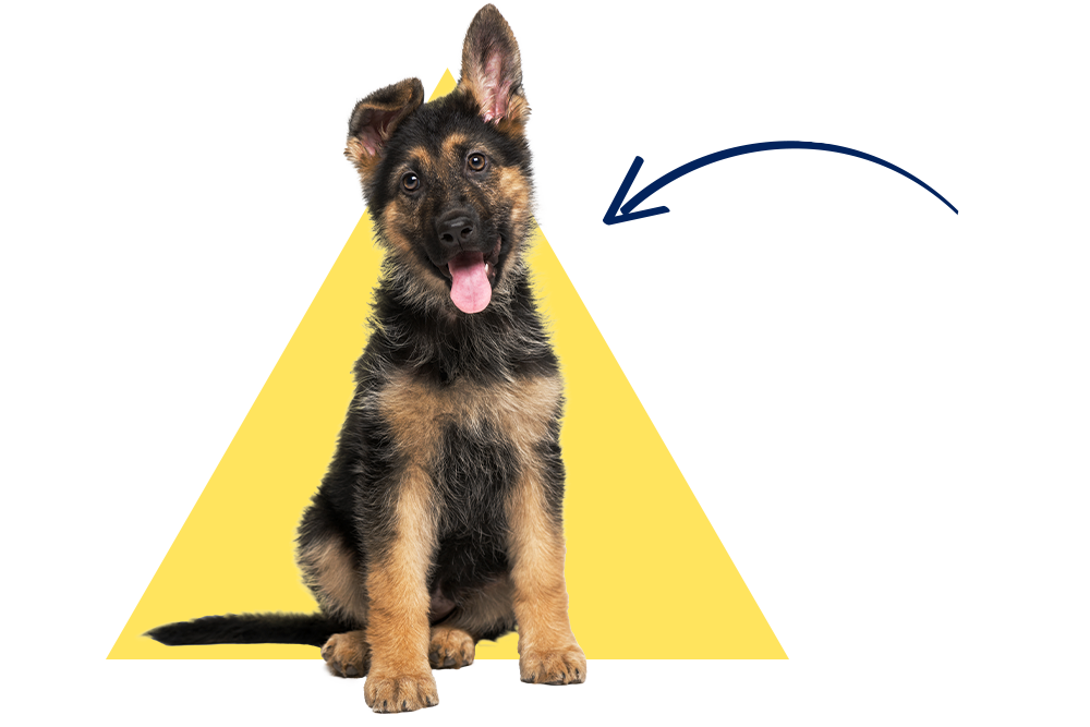 Ein Schäferhundwelpe mit dem Namen Thea