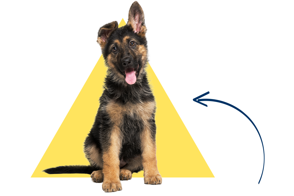 Ein Schäferhundwelpe mit dem Namen Thea