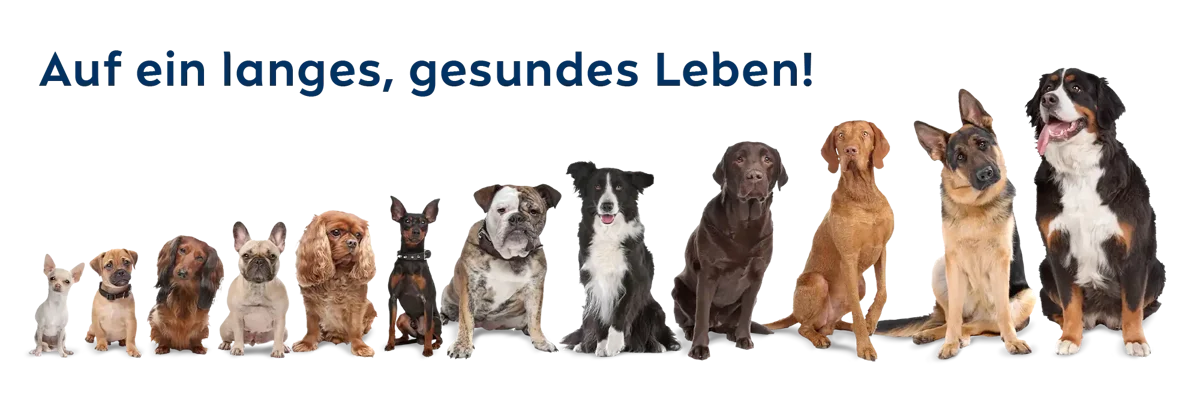 Auf ein langes, gesundes Leben! Bild mit 12 Hunden unterschiedlicher Rassen vom Chihuahua über Cocker Spaniel, Border Collie, Labrador bis zum Berner Sennenhund