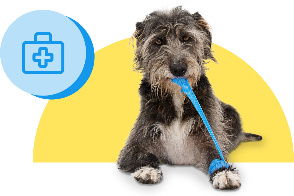 Hund mit Verband am Vorderbein