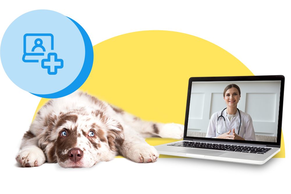 Hund liegt vor einem Laptop auf dem eine Videosprechstunde beim Online-Tierarzt läuft