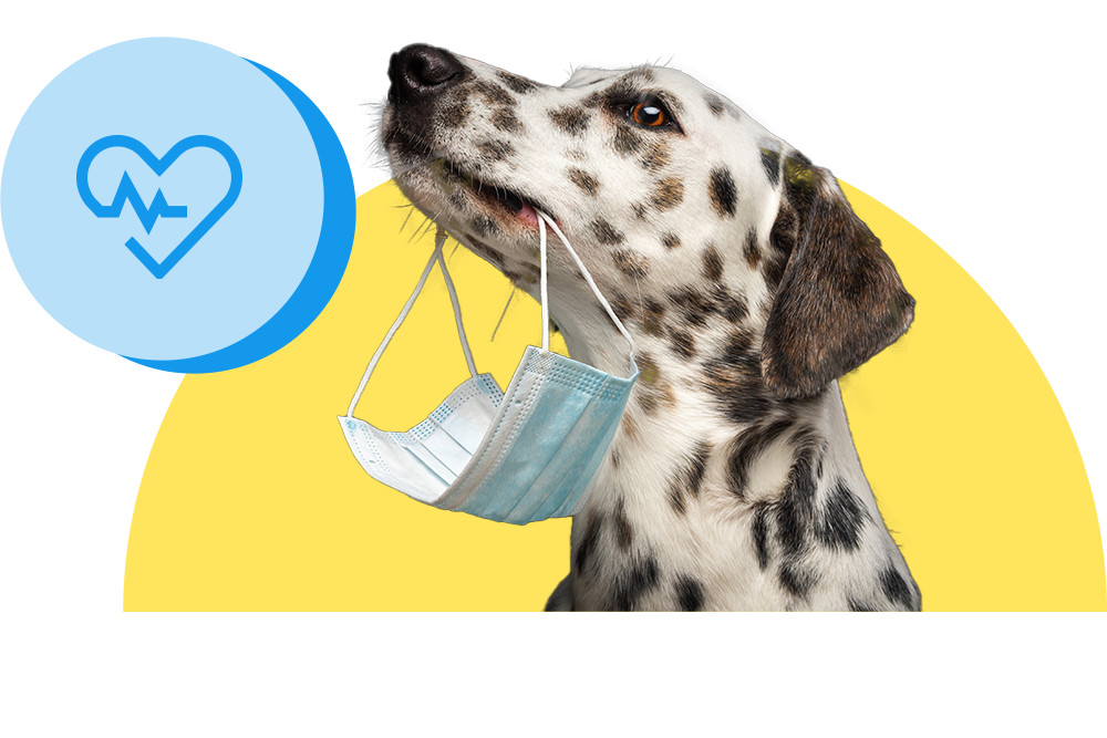 OP-Schutz für den Hund