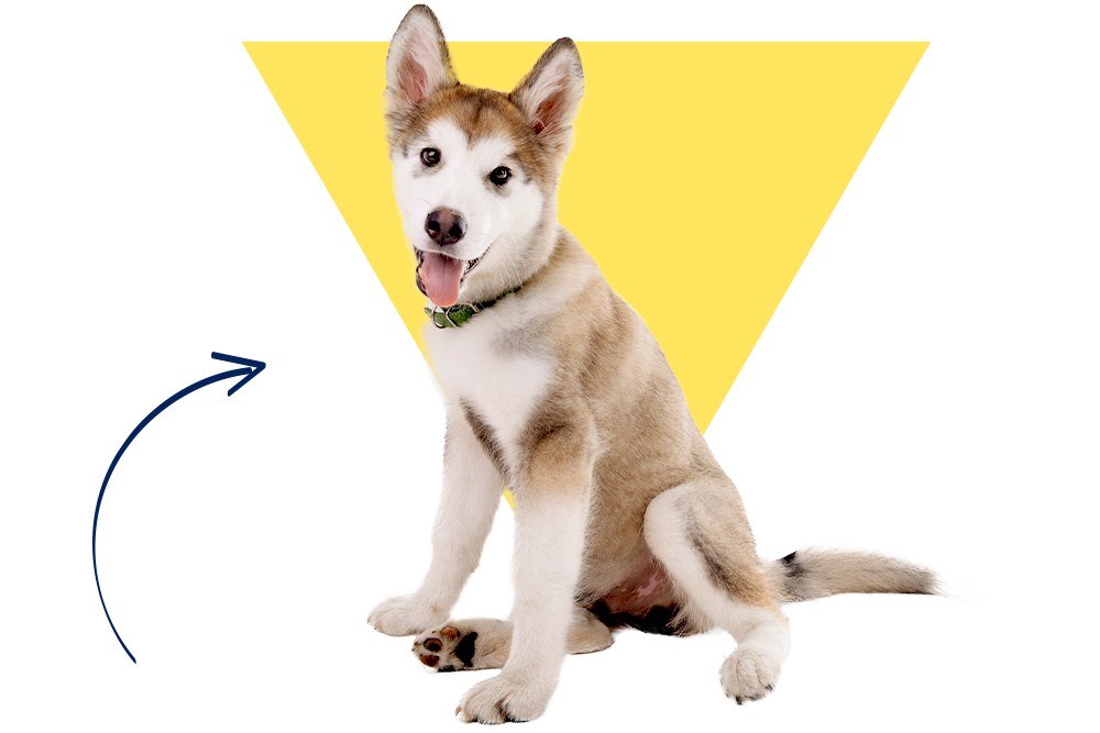 Ein Husky Junghund mit dem Namen Ricky