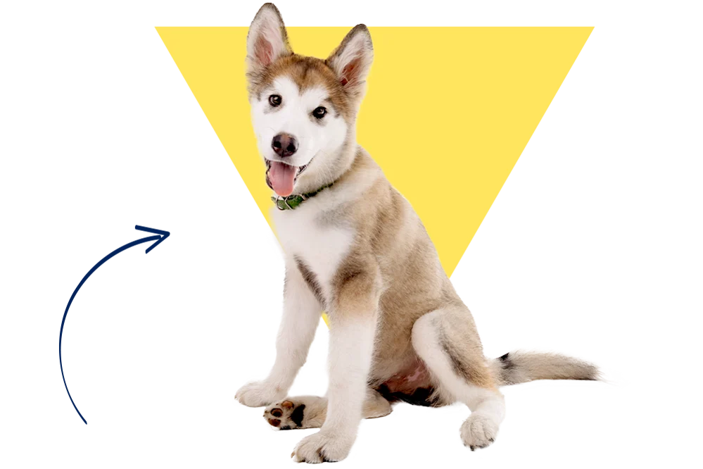 Ein Husky Junghund mit dem Namen Ricky