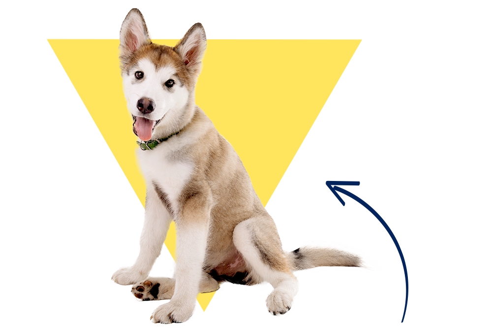 Ein Husky Junghund mit dem Namen Ricky