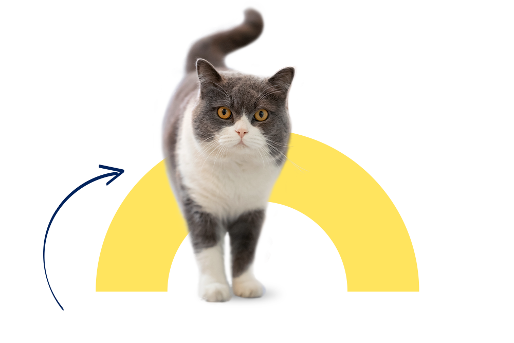 Die 3 Jahre alte britisch Kurzhaar Katze Daisy schaut neugierig geradeaus